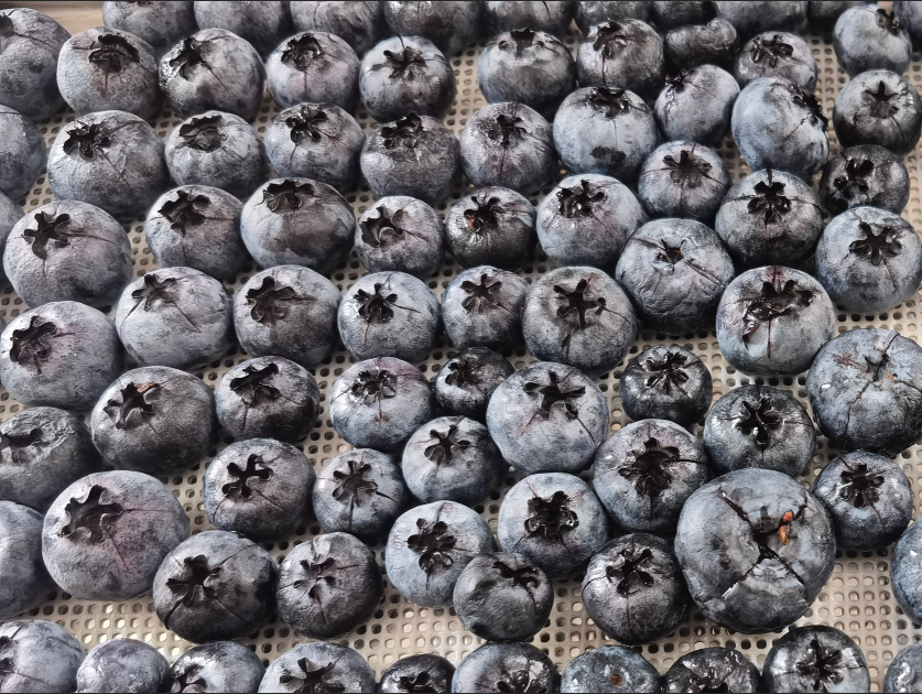 藍莓凍干：食品真空冷凍干燥機應用于藍莓凍干試驗