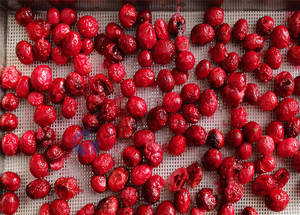 蔓越莓凍干：水果真空冷凍干燥機應用